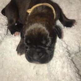 Boxer Puppies from Vom Waterfalls