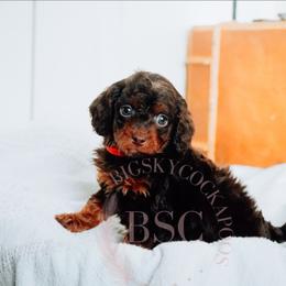 Pick collar - Merle female Cockapoo puppy in Missoula, Montana from Big Sky Cockapoos