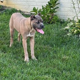 Boy 2 - Gray male Cane Corso puppy in Waldorf, Maryland from Myles High Dog Club