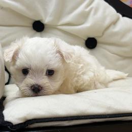 Roscoe - White male Maltese puppy in Monticello, Iowa from Ashley’s Puppies