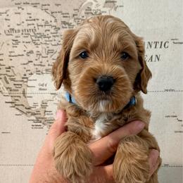 Blue - Red  male Goldendoodle puppy in El Cajon, California from Golden Liberty Doodles