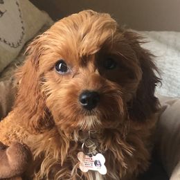 Ginger - Cavapoo