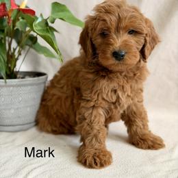 Mark - Red  male Goldendoodle puppy in Oxford, Pennsylvania from FriendlyPals