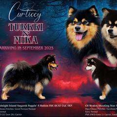 Finnish Lapphund puppies from Curticey Finnish Lapphunds