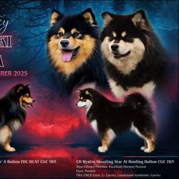 Finnish Lapphund puppies from Curticey Finnish Lapphunds
