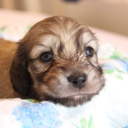 Luke - Cream male Dachshund puppy in Laurel, Mississippi from Kissinger Dachshunds