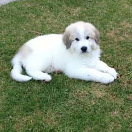 Great Pyrenees Puppies from Arnault Great Pyrenees