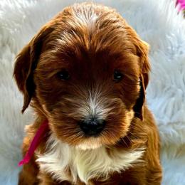 Sadie - Red  female Goldendoodle puppy in Travelers Rest, South Carolina from Bailey Mountain Doodles