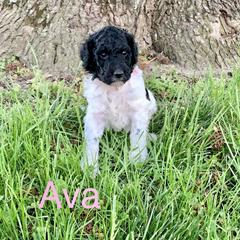 Double Doodle Puppies from Little Muddy Doodles