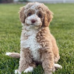 Truffle - Australian Labradoodle