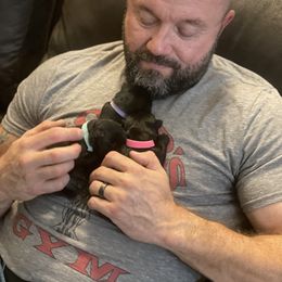 Scottish Terrier Puppies from Heart of America Scotties
