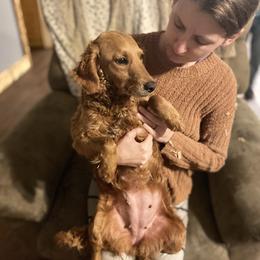 French fry - Goldendoodle