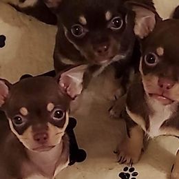 Chihuahuas and Toy Australian Shepherds from Glidwell Ranch