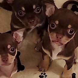 Chihuahuas and Toy Australian Shepherds from Glidwell Ranch