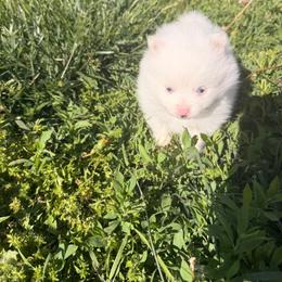 Charlie - White male Pomeranian puppy in Willard, Missouri from Paulanne's Pomeranians