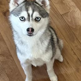 Honey Bunny - Pomsky
