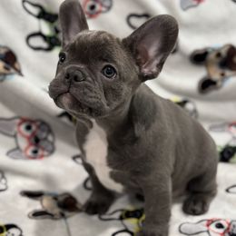 Boy 2 - French Bulldog puppy from Frenchie In The Now