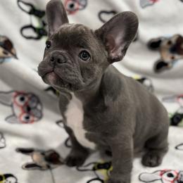 Boy 2 - French Bulldog puppy from Frenchie In The Now