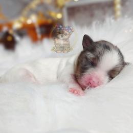 Korean Merle Sina - Merle female Morkie puppy in Barren Springs, Virginia from Seeking Shalom Acres Maltese, Maltipoos & Havamalts