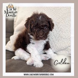 Golden - Chocolate female Double Doodle puppy in Eagle Mountain, Utah from Lake Mountain Doodle