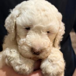 Pink collar - Cream male Goldendoodle puppy in Mc Cook, Nebraska from Powers Doodles