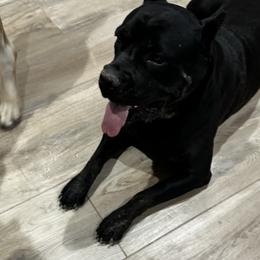 Freyja - Cane Corso