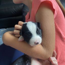 Australian Shepherd Puppies from Lil' Blue Blessings