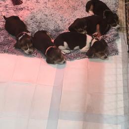 Beagle Puppies from Beech Grove Beagles