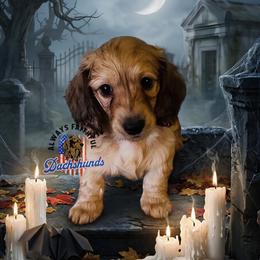 Pixel - Cream female Dachshund puppy in Waverly, Ohio from Always Faithful Dachshunds