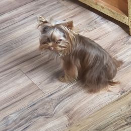 Bear  - Yorkshire Terrier