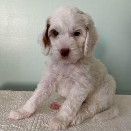 Misty - Parti female Goldendoodle puppy in Stanford, Kentucky from Holloway Goldendoodles