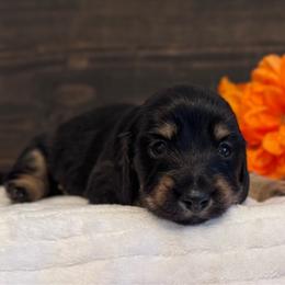 Ace - Black and tan male Dachshund puppy in Dothan, Alabama from Little House Pups