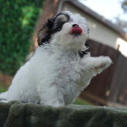 Charlie - Black & tan tri-color male Maltipoo puppy in Lebanon, Kentucky from Mosaic Merle Doodles