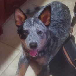 Tracker - Blue speckled male Australian Cattle Dog puppy in Lenoir, North Carolina from Blue Coyote Ranch