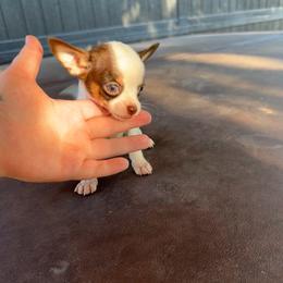 Teacup Malcom - Chocolate and white male Chihuahua puppy in Alvord, Texas from Gift of Gods Favor
