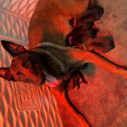 Boy 6 - Mahogany male Belgian Malinois puppy in Midway, Georgia from C4MALINOIS
