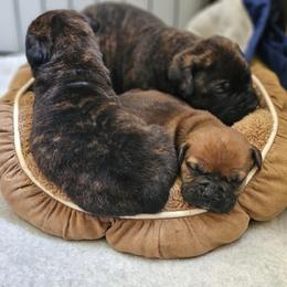 Bullmastiff Puppies from Valkyrie Bullmastiffs