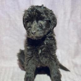 Ghiradelli - Chocolate female Goldendoodle puppy in Tybee Island, Georgia from Castaway Doodles