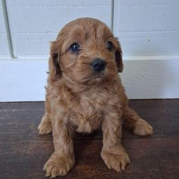 Jessie - Red female Cavapoo puppy in Centerton, Arkansas from Velvet Paws Cavapoos