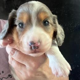 Eclipse - Dapple female Dachshund puppy in Bigfork, Minnesota from Dachshunds Up North