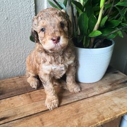 Bernedoodle and Poodle Puppies from Orange Blossom Poodles & Doodles
