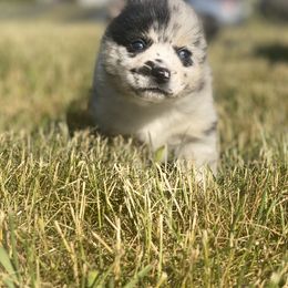 Pomsky Puppies from The Pomsky‘s Palace