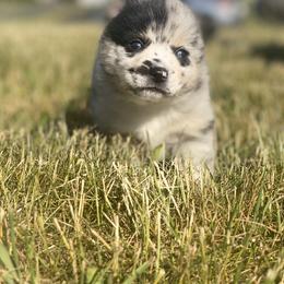 Pomsky Puppies from The Pomsky‘s Palace