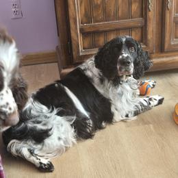Savanna - English Springer Spaniel