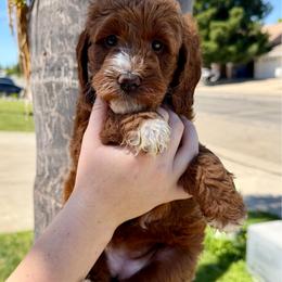 Orange Collar - Parti female Assorted Doodle Crosses puppy in Marysville, California from Dailey Doodles and Dachshunds