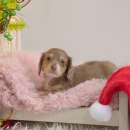 Chip - Dapple male Dachshund puppy in Knox City, Missouri from Brittney's Dachshunds