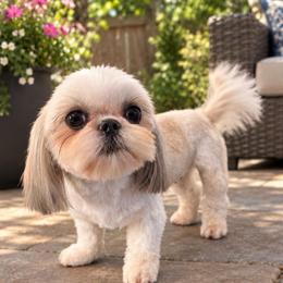 Serafina - Shih Tzu