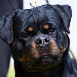 Mina - Rottweiler