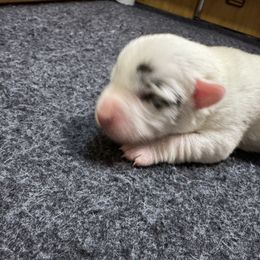 Nimbus - White merle male Cardigan Welsh Corgi puppy in Omaha, Arkansas from DnD Corgis