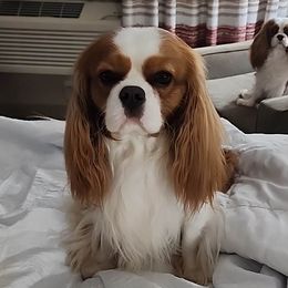 MAX - Cavalier King Charles Spaniel